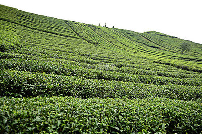 茶園茶葉風(fēng)景圖片-茶園茶葉風(fēng)景背景圖-茶園茶葉風(fēng)景背景圖片-茶園茶葉風(fēng)景
