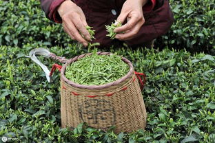 小產(chǎn)區(qū)茶 優(yōu)勢、挑戰(zhàn)與科學(xué)發(fā)展路徑