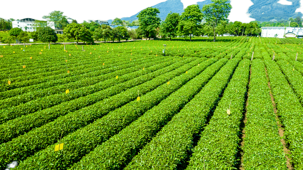 打造視覺盛宴 原創茶園航拍免摳元素，賦能農副產品品牌升級與銷售