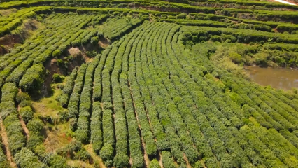 英山云霧茶榮獲國家地標產品保護示范區授牌，助推茶葉產業高質量發展