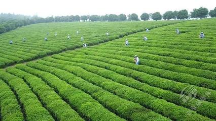 創新轉型，合作趕超 赤壁茶發集團引領區域茶企與農副產品銷售快速發展