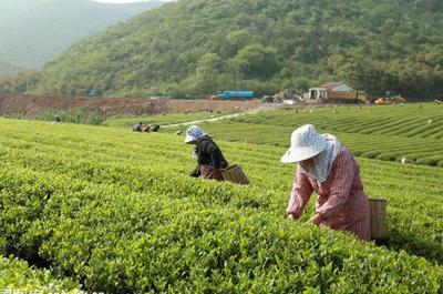 草根“茶人”羅平琴 茶山種出致富夢(mèng)，年入40萬(wàn)的創(chuàng)業(yè)心路