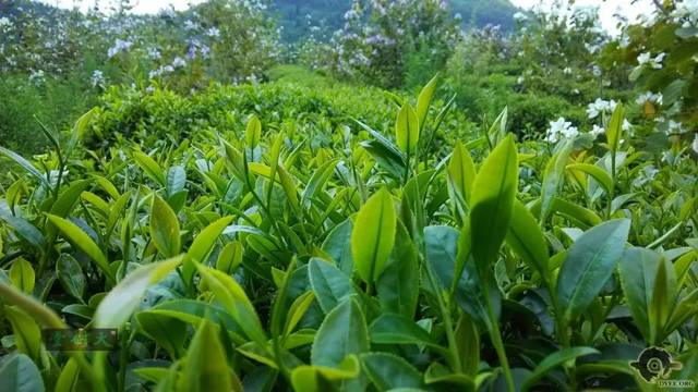 清遠(yuǎn)擎畫茶業(yè)藍(lán)圖 英德紅茶劍指“中國(guó)紅茶第一品牌”，百萬(wàn)畝產(chǎn)區(qū)蓄勢(shì)待發(fā)